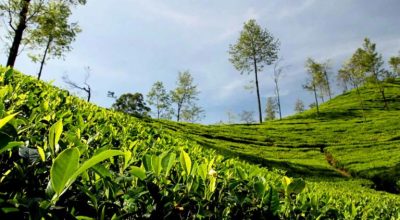 चिया उद्योगलाई आधुनिक र प्रतिस्पर्धी बनाउने चीनको नयाँ रणनीति