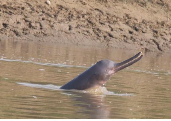 पानीको सतह बढेपछि कैलालीका नदीमा डल्फिन देखिन थाले
