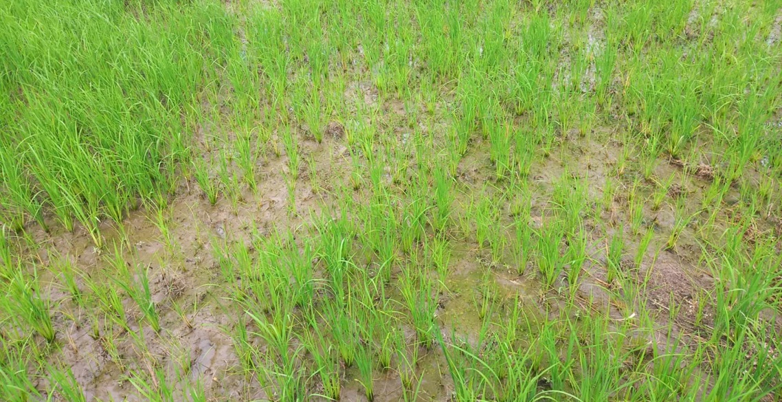 चितवनको धानबालीमा रोगको समस्या