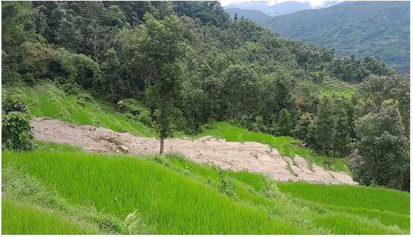 पहिरोले धानबालीसहितको खेत बगाएपछि कृषक चिन्तित