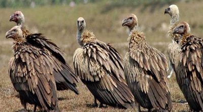 आज अन्तरराष्ट्रिय गिद्ध सचेतना दिवस मनाइँदै