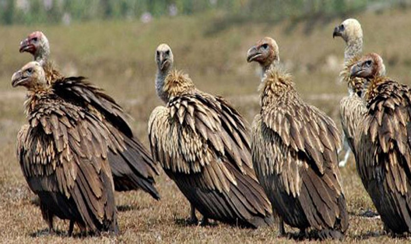 अन्तर्राष्ट्रिय गिद्ध सचेतना दिवसः ‘गिद्धका सङ्ख्यामा कमी आउँदा हैजाका बिरामी बढे’