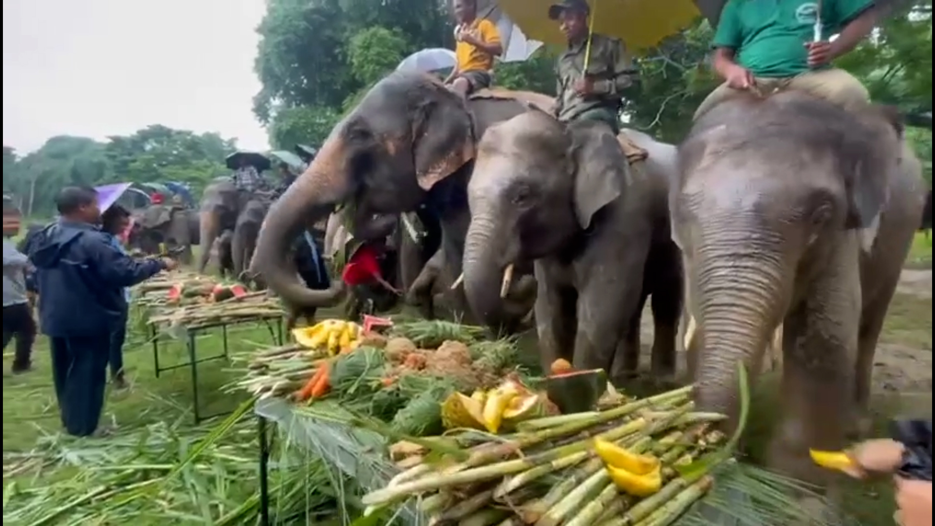हात्ती दिवसमा सौराहाका हात्तीलाई वनभोज खुवाइयो