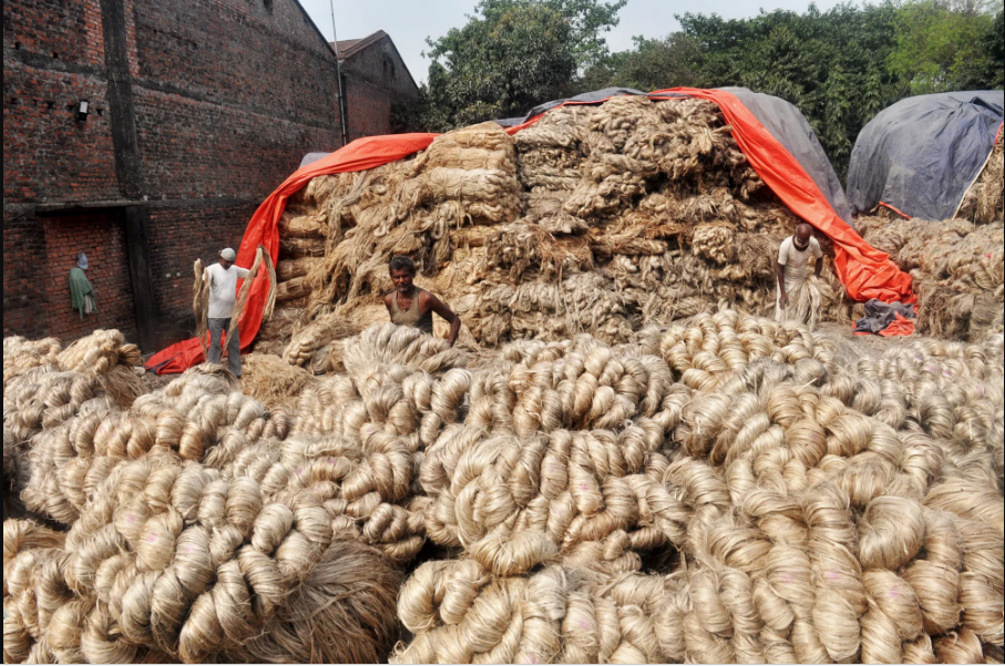 जुटखेतीले किसानको लागत खर्च पनि उठ्न छाडेपछि चिन्तामा किसान