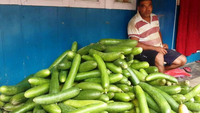 काँक्रोखेतीबाट मनग्य आम्दानी गर्दै रमेस गड्तौला