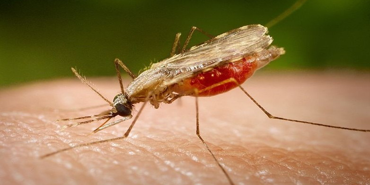 काभ्रेको खानीखोलामा फैलिएको कालाजार नियन्त्रणमा