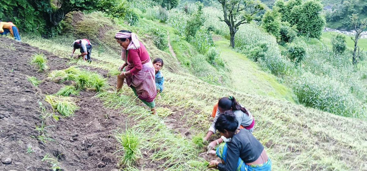 मुख्य बाली कोदोको उत्पादन घट्दै, माग बढ्दै