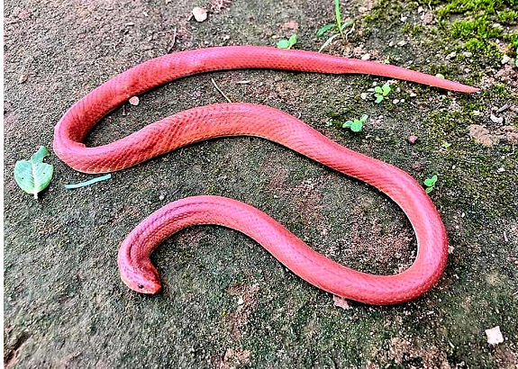 बाँकेमा उद्धार गरियो रातो ‘कोरल रेड कुक्री’ प्रजातिको सर्प