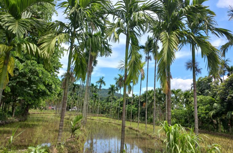 झापामा नगदेबालीका रुपमा लगाइने सुपारीखेती भरपर्दो आम्दानीको स्रोत बन्दै