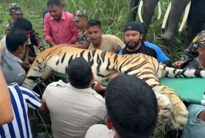 कञ्चनपुरमा महिलाको ज्यान लिने नरभक्षी बाघ नियन्त्रणमा