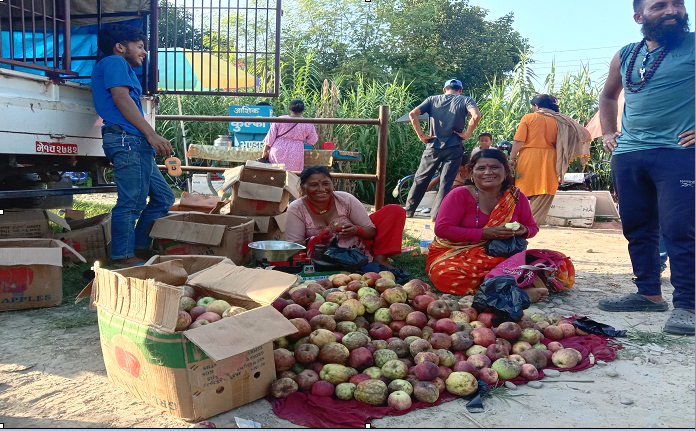 जुम्लाबाट पाँच हजार आठ सय मेट्रिकटन स्याउ बाहिरी जिल्ला निर्यात