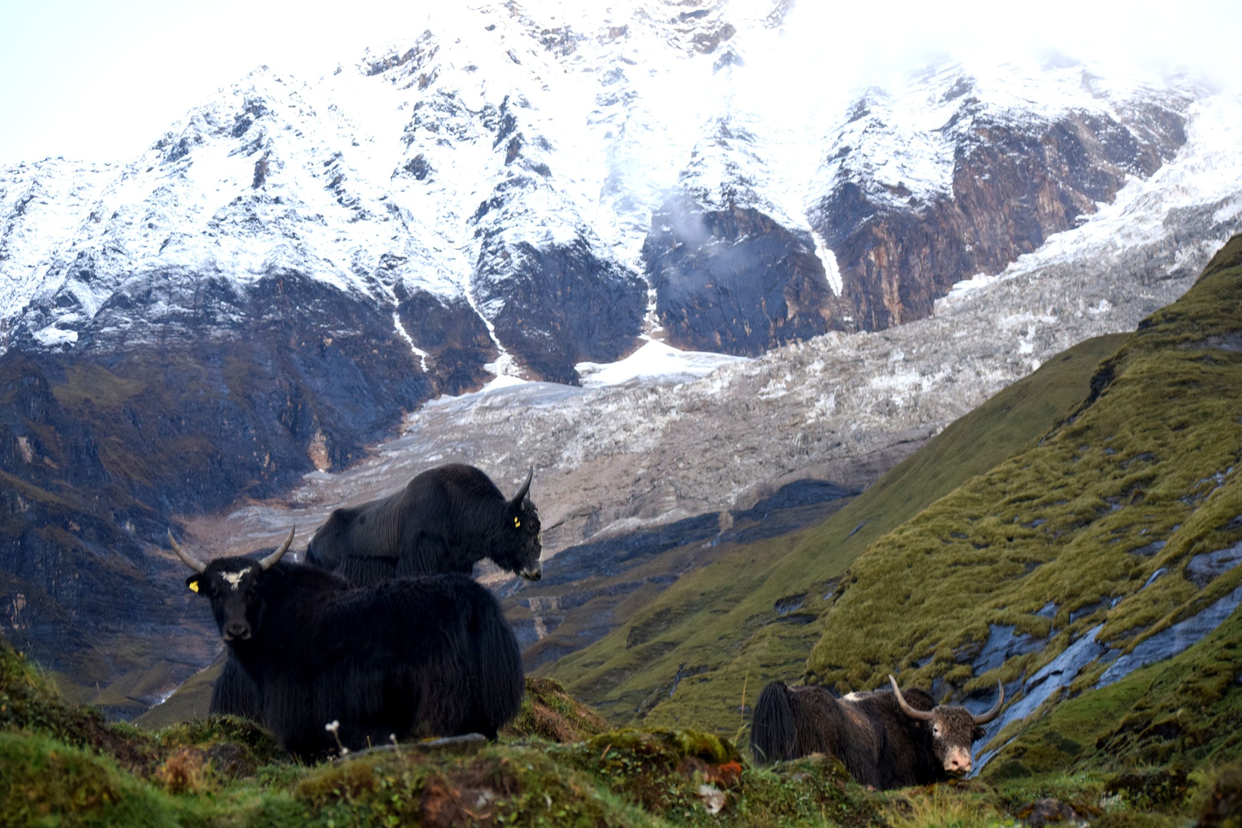 हिमाल र चौँरी