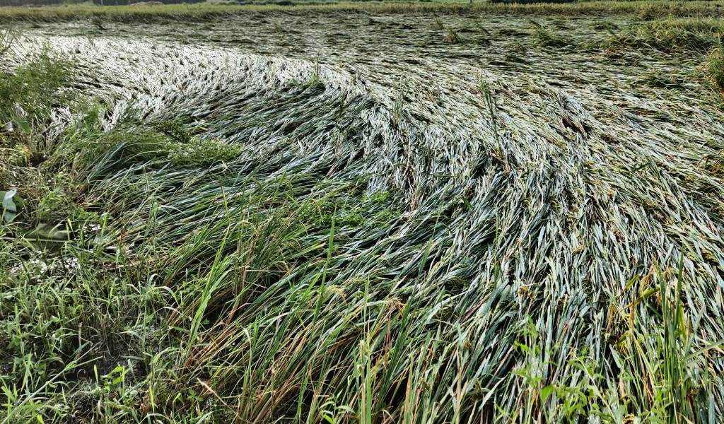 अविरल वर्षाले धानबालीमा क्षति, ७०० बिघाह बढी धान बाली डुबान