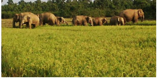 कञ्चनपुरमा जङ्गली हात्तीले पाक्नै लागेको धानबाली सखाप