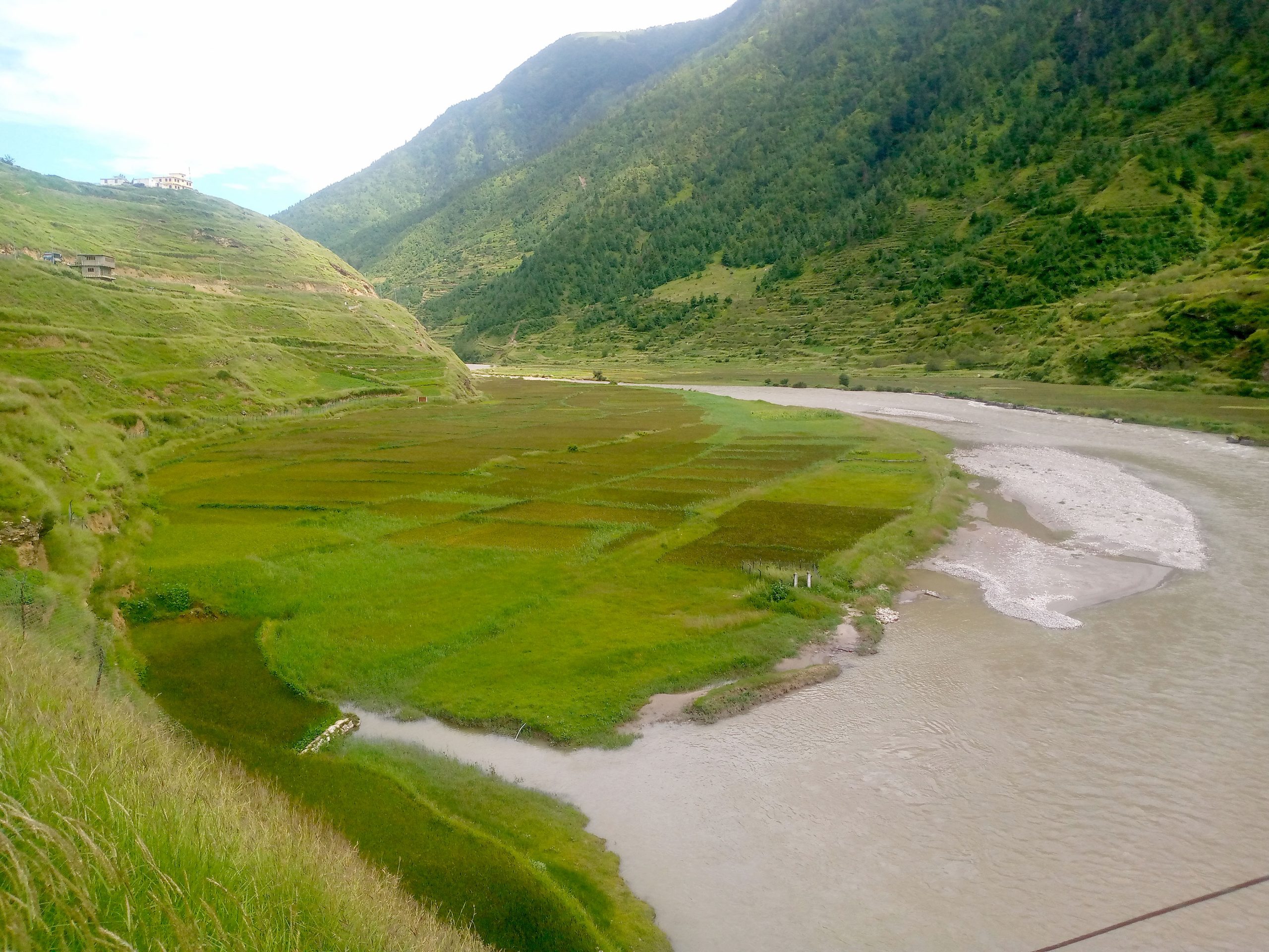 जुम्लाको मार्सीधान खेती