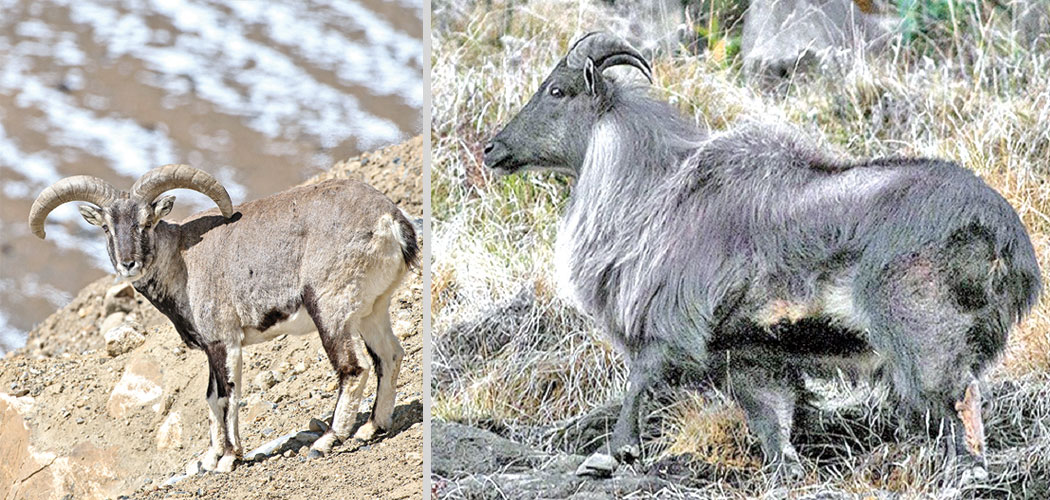 ‘एउटै नाउरको सिकार गर्न २३ लाख’