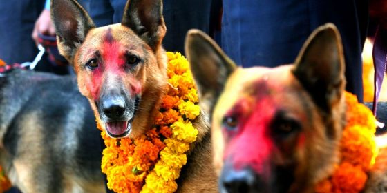तिहारको तेस्रो दिन आज कुकुरको पूजा आराधना गरी मीठा-मीठा खानेकुरा दिएर मनाइँदै