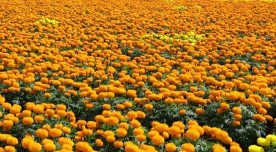 सयपत्री फूलखेतीबाट वार्षिक सात लाख बचत गर्दै लालबाबु