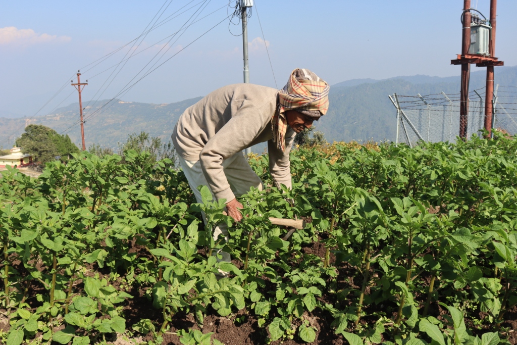 ९० वर्षको उमेरमा कृषि र पशुपालनमा सक्रिय डडेल्धुराका तारादत्त भट्ट