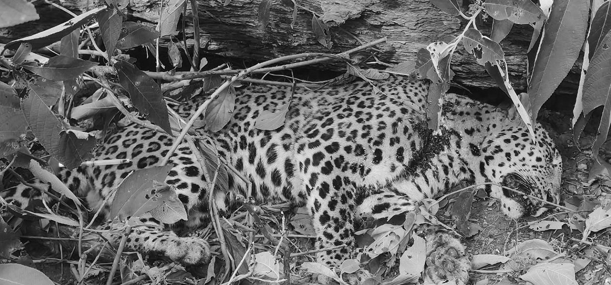 उद्धारको पर्खाइमै मर्छन् लोपोन्मूख वन्यजन्तु