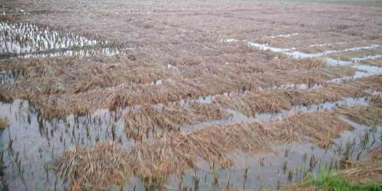 बारामा छ हजार चार सय ७२ हेक्टर धानबाली डुबानमा