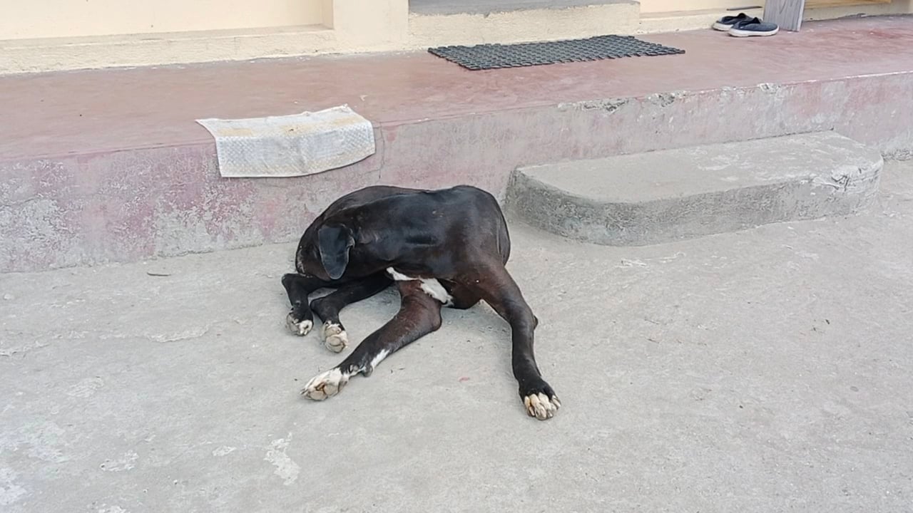 इलाम बजारका चोक र गल्लीमा छाडा कुकुरले दुर्घटना बढाउँदै