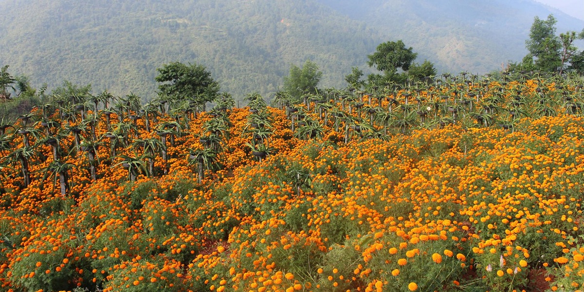 बाझो खेतमा ड्रागन फ्रुटसँगै सयपत्री फूलको खेती
