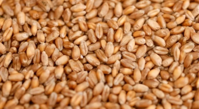 गहुँको समर्थन मूल्य तोक्न उद्योग मन्त्रालयसमक्ष कृषिको प्रस्ताव