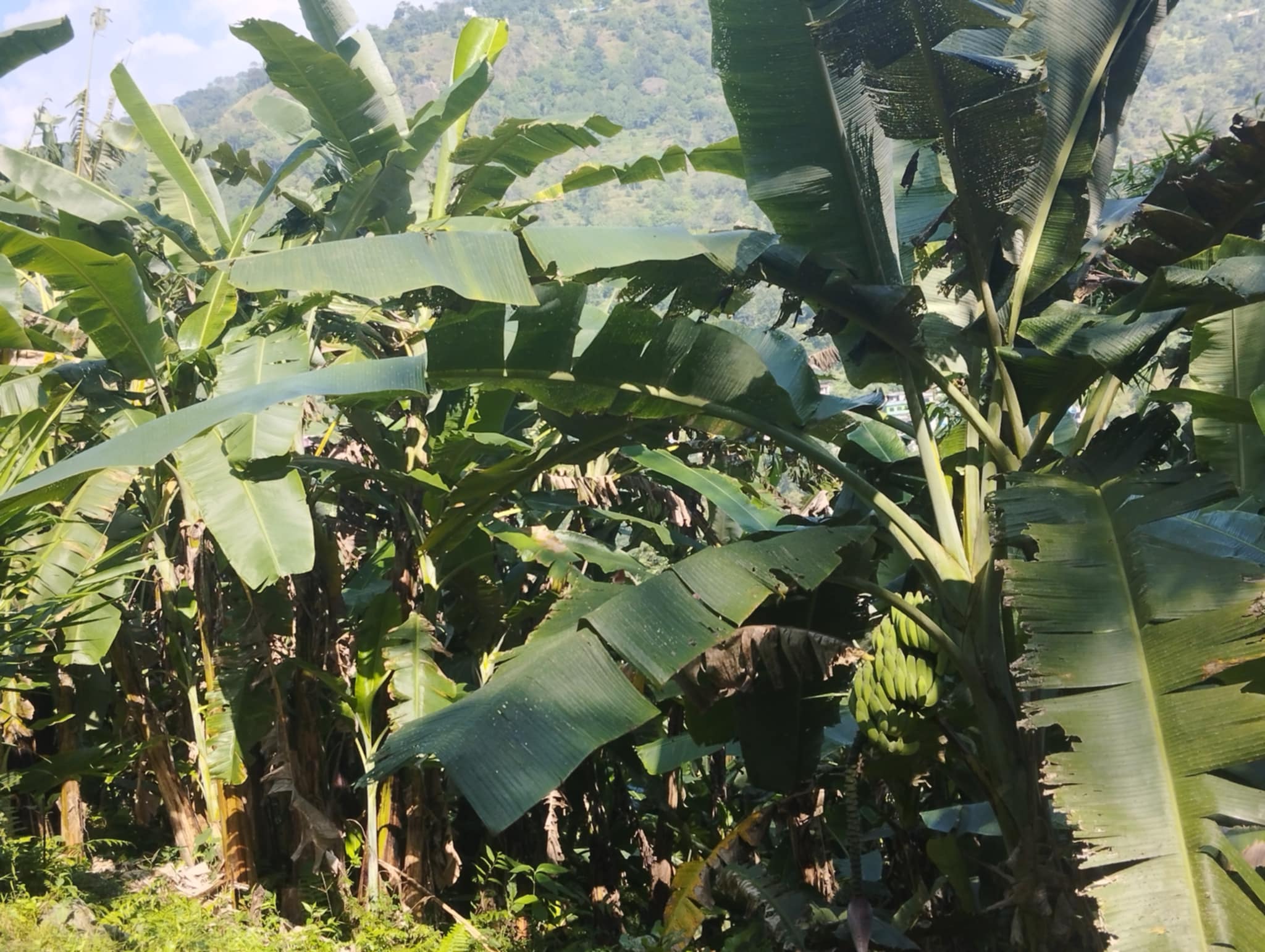 केराखेतीबाट वार्षिक आठ लाख आम्दानी