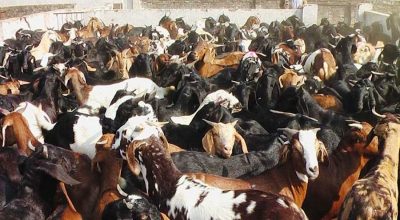 तरकारी र खसीबोका बिक्रीबाट महाशिलामा भित्रियो तीन करोड ५० लाख