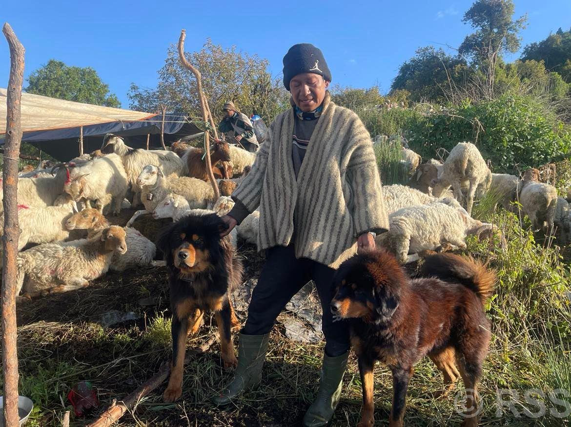 भेडीगोठदेखि घरको सुरक्षामा वफादार कुकुर