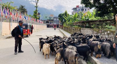 बागलुङमा मुस्ताङी च्याङ्ग्राको आयातमा कमी