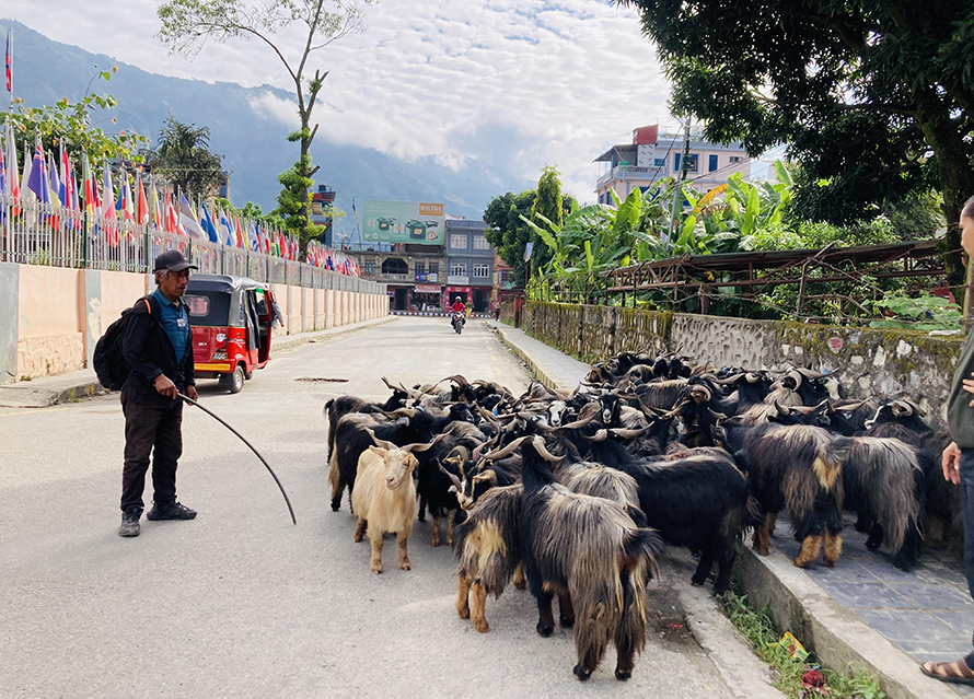 बागलुङमा मुस्ताङी च्याङ्ग्राको आयातमा कमी