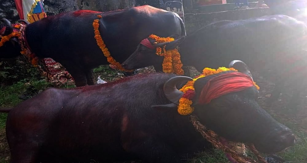 कोत मन्दिरमा नवमीमा बली चढाइने राँगो मार हान्नका लागि पौने पाँच लाखको बोलकबोल