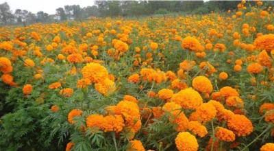 पुष्प व्यवसाय: आठ अर्ब ८३ करोड लगानी, ५३ हजारलाई रोजगारी