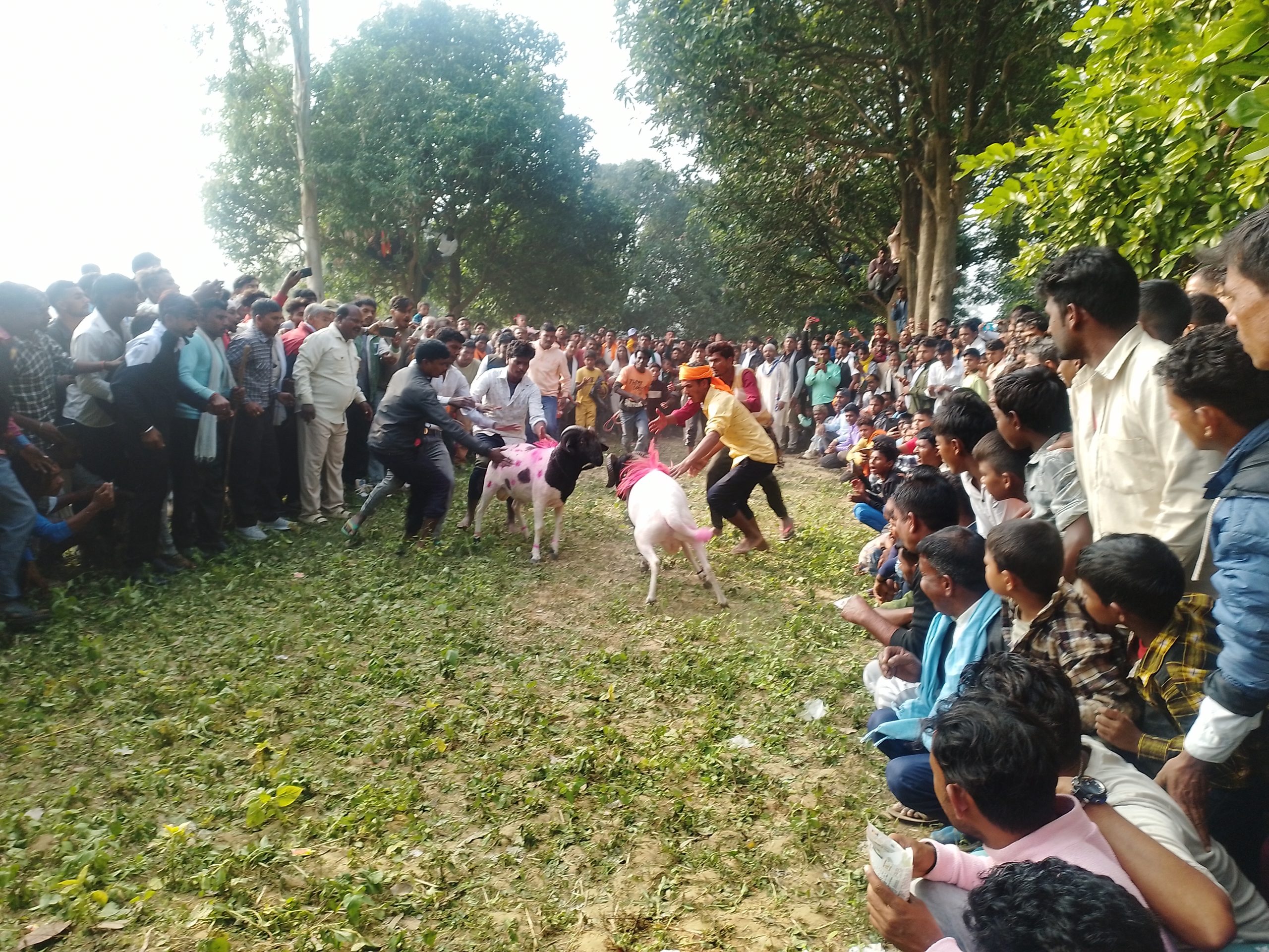 बाँकेको गुरुवागाउँ मेलामा भेडा जुधाइको रौनक