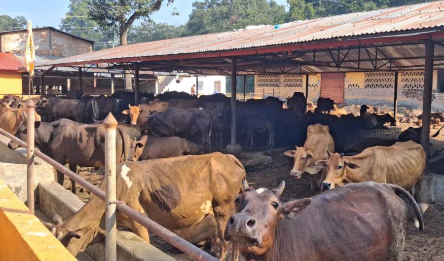 चितवनमा स्थानीय जातका गाई संरक्षण गर्न एक करोडको अक्षयकोष स्थापना