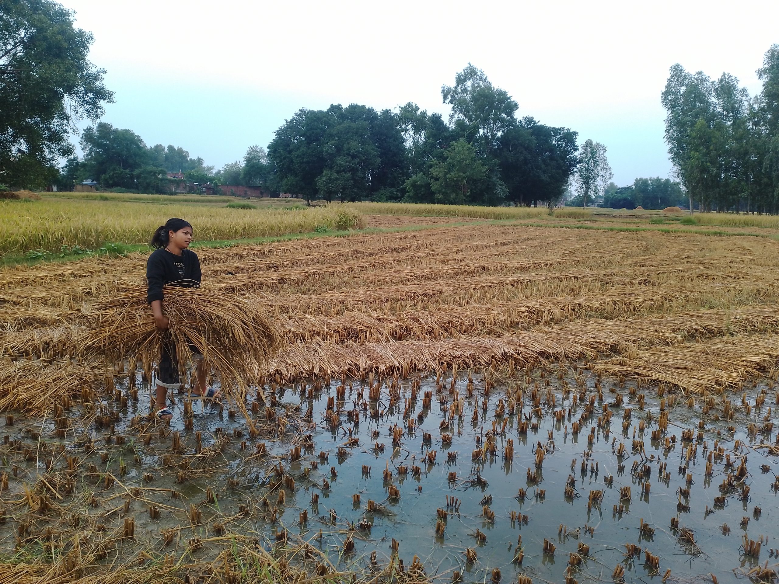 बेमौसमी वर्षाले धान बालीमा क्षतिहुँदा किसान मारमा