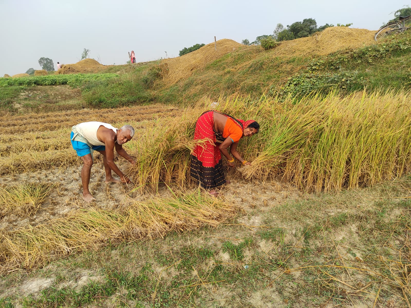 तिहार र छठ सकिएसँगै सप्तरीका किसान धान काट्न व्यस्त