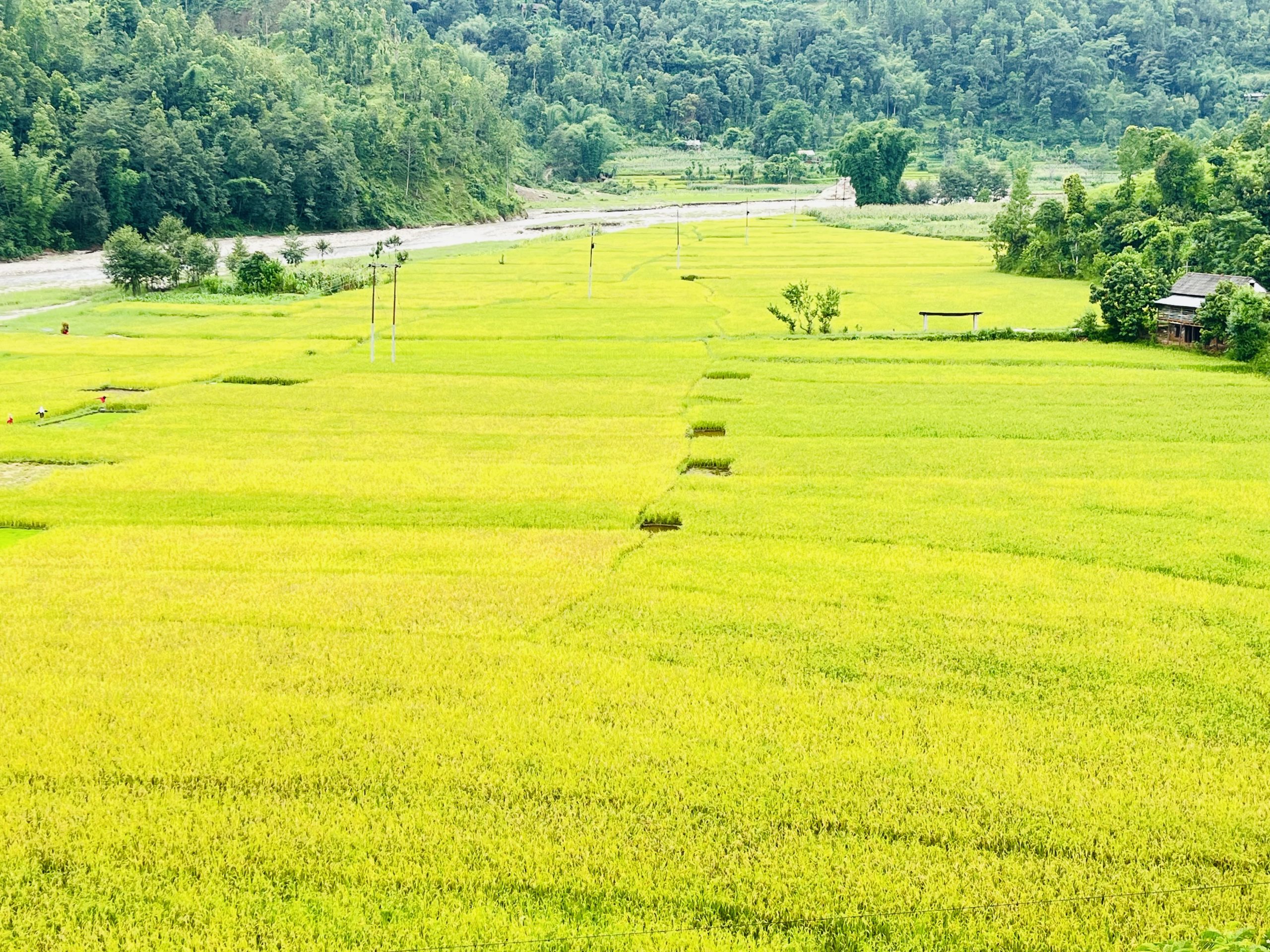 गुल्मीमा धान उत्पादनमा वृद्धि
