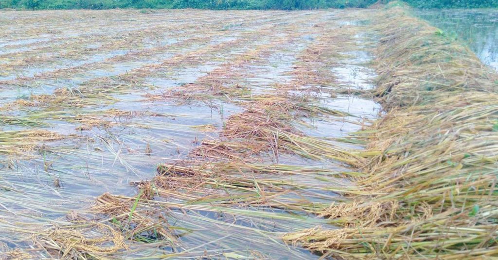 तनहुँ र म्याग्दीमा भित्र्याउने बेलाको धानबालीमा वर्षाले क्षति