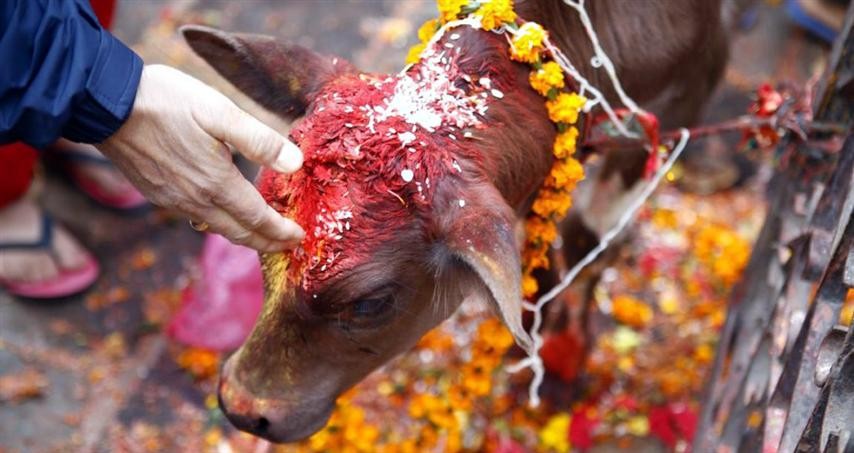 तिहारको चौँथो दिन आज गाईको पूजाआजा गरी मीठो खानेकुरा खान दिएर मनाइँदै