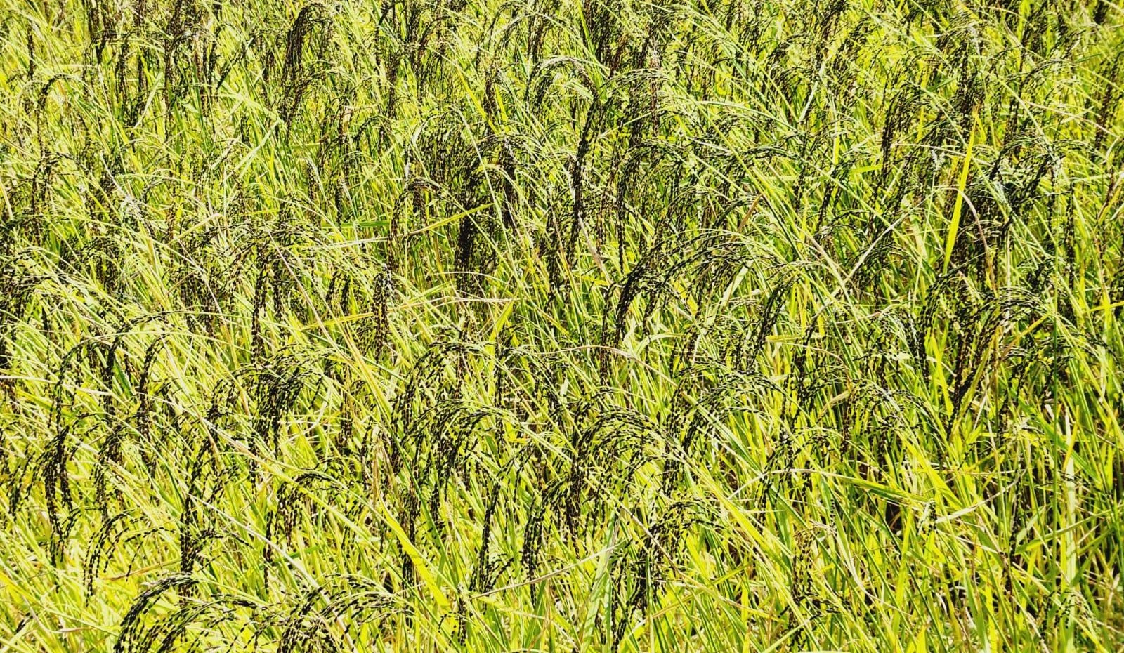 कृषि आधुनिकीकरण परियोजनाको ‘धान जोन’ मा उत्पादन घट्यो