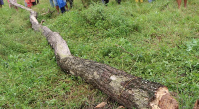 आफैँले काटेको रुखले लागेर एक जनाको मृत्यु, दुई घाइते