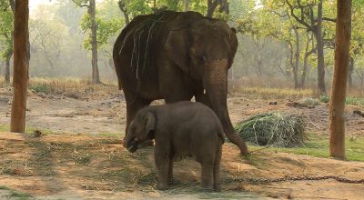 मानव–हात्ती द्वन्द्व न्यूनीकरणका लागि प्रशासनद्वारा सुरक्षा कार्ययोजना पुनरावलोकन