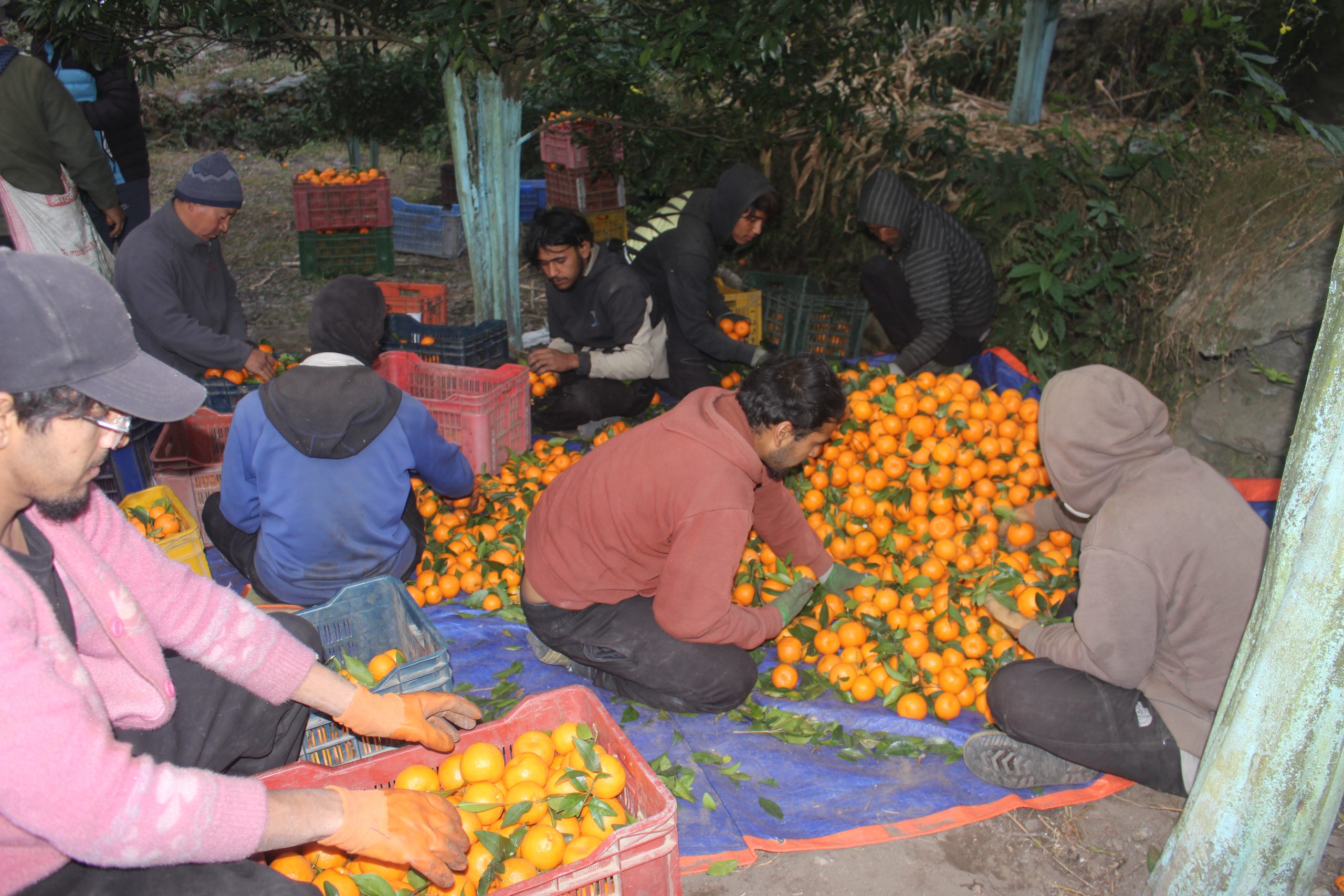 सुन्तला खेतीबाट मनग्य आम्दानी हुन थालेपछि रोकियो बसाइँसराइ