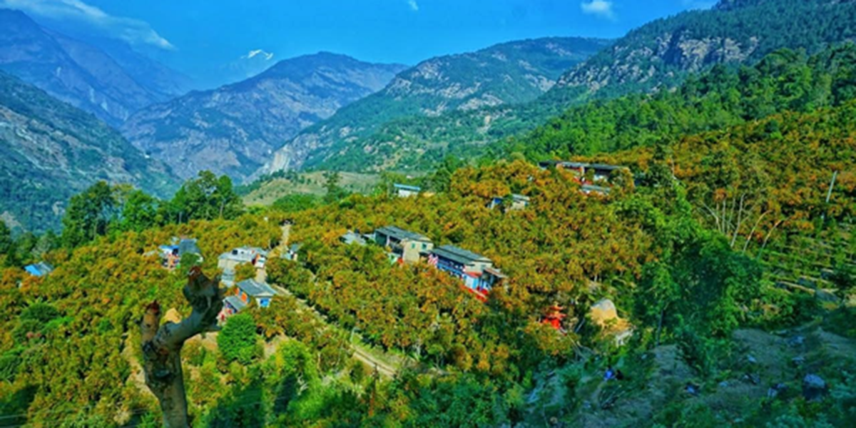 सडक बनाउन पर्वतको बाँसखर्कमा सुन्तला महोत्सव आयोजना