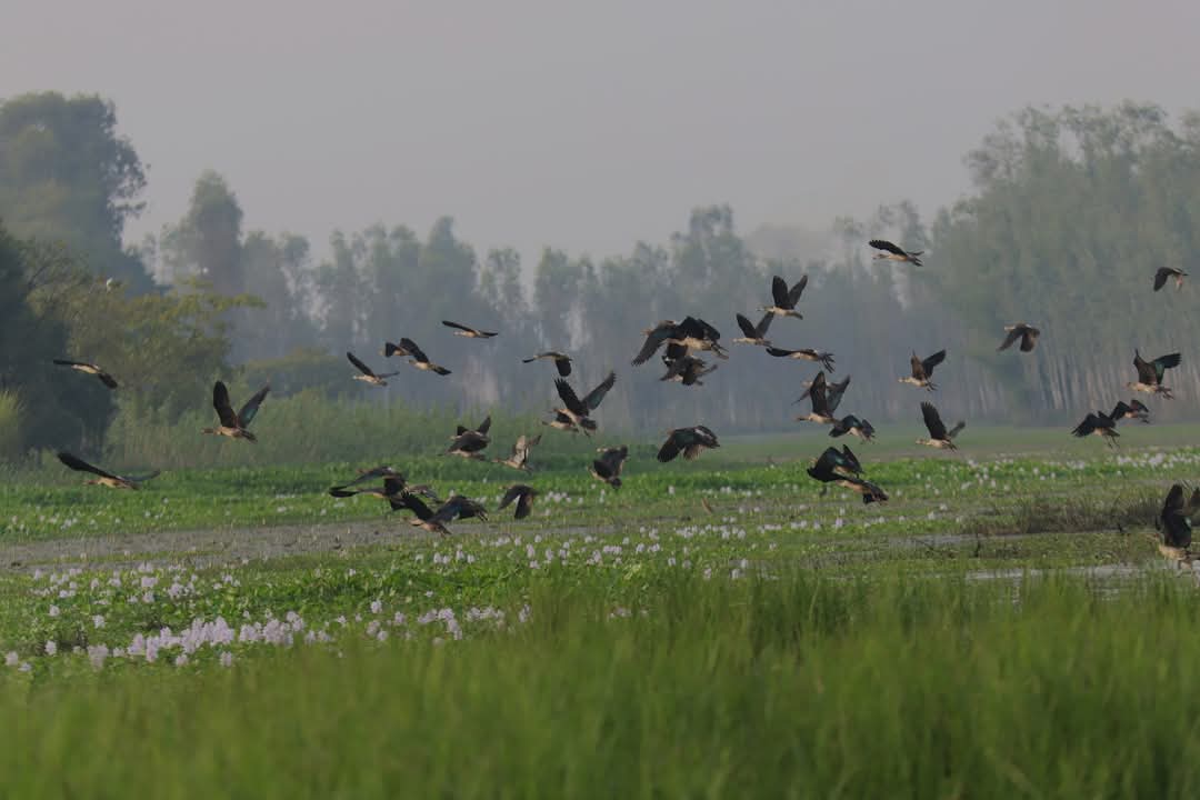 आज विश्व सिमसार दिवस