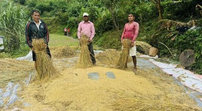रैथाने धान लगाउने किसानलाई प्रतिमुरी एकहजार अनुदान