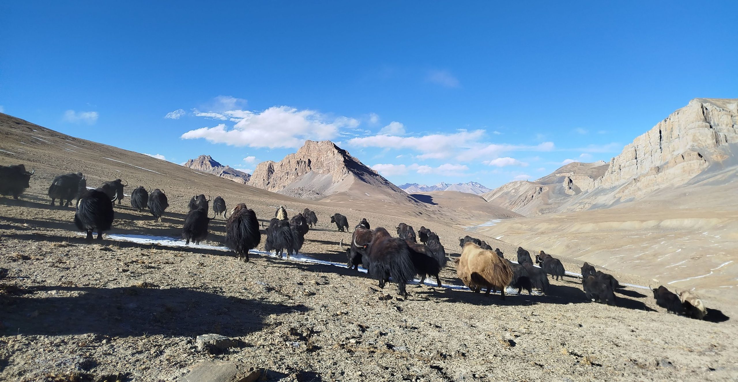 डोल्पाको चरन क्षेत्रमा  चौँरी